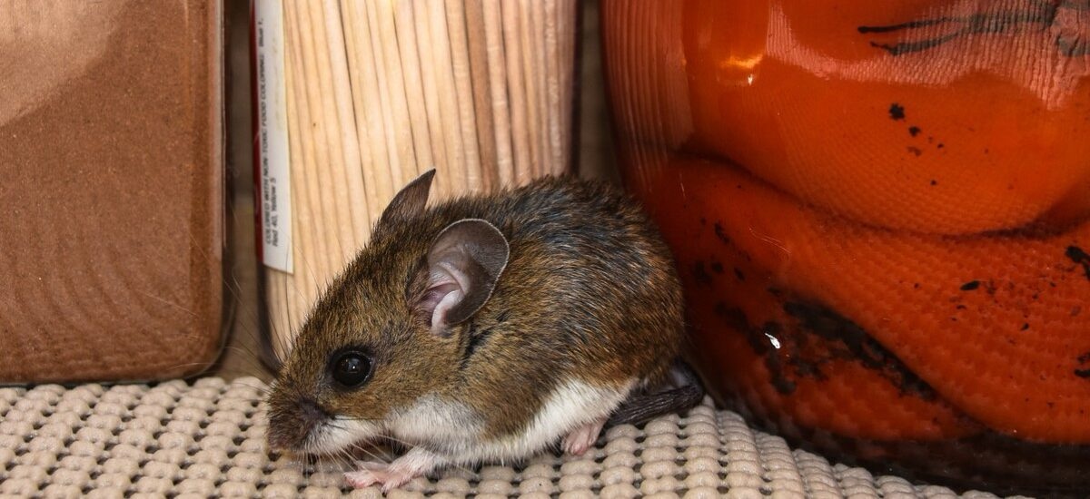 Chile registra 39 casos humanos de hantavirus en lo que va de 2026; aumentó la letalidad